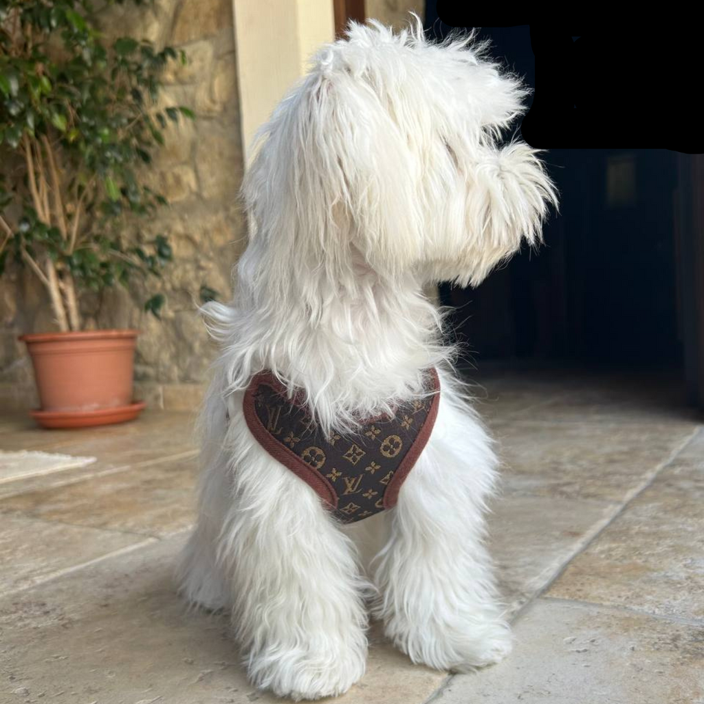 Dog Harness and Leash Set for Walking and Training – Adjustable Comfortable Harness for Small Dogs