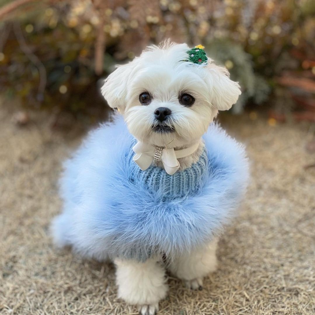 Dog Sweater with Fluffy Faux Feather Body and Ribbed Knit Turtleneck - Image 4