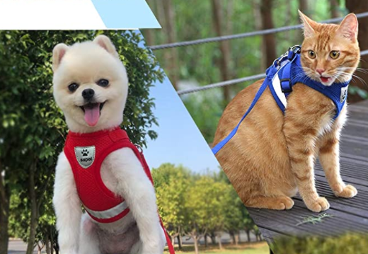 Ensemble harnais et laisse pour chat pour les aventures en plein air - Harnais réglable et confortable pour des promenades et un dressage en toute sécurité