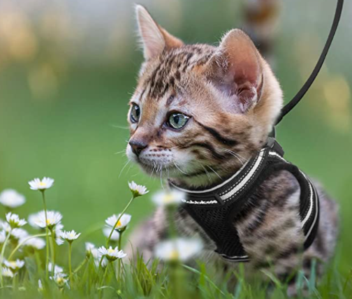 Ensemble harnais et laisse pour chat pour les aventures en plein air - Harnais réglable et confortable pour des promenades et un dressage en toute sécurité